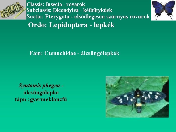 Classis: Insecta - rovarok Subclassis: Dicondylea - kétbütykűek Sectio: Pterygota - elsődlegesen szárnyas rovarok