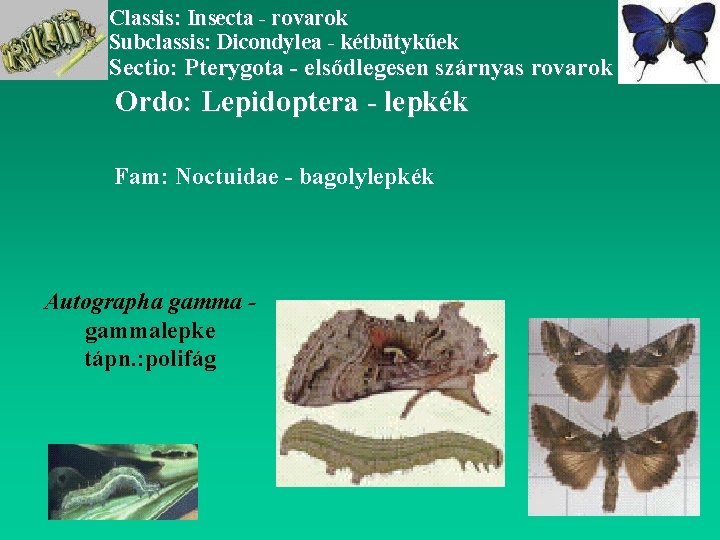 Classis: Insecta - rovarok Subclassis: Dicondylea - kétbütykűek Sectio: Pterygota - elsődlegesen szárnyas rovarok