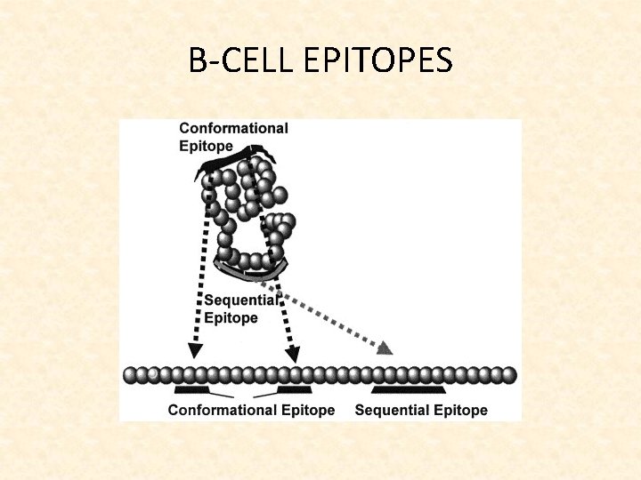 B-CELL EPITOPES 