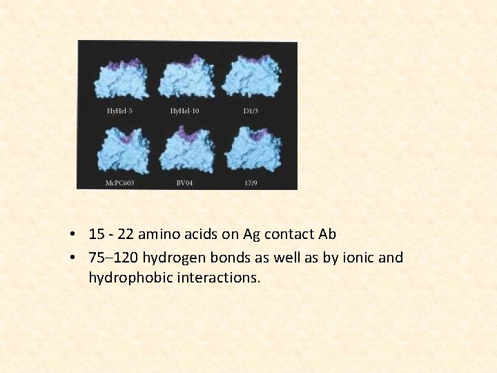  • 15 - 22 amino acids on Ag contact Ab • 75– 120