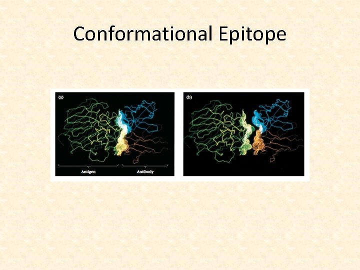 Conformational Epitope 