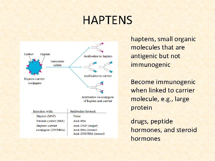 HAPTENS haptens, small organic molecules that are antigenic but not immunogenic Become immunogenic when