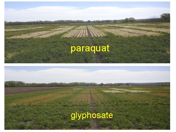 paraquat glyphosate 