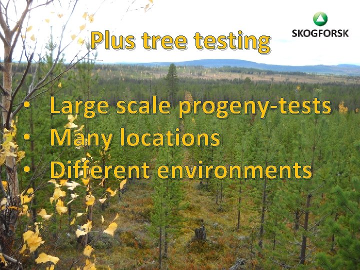 Plus tree testing • • • Large scale progeny-tests Many locations Different environments 