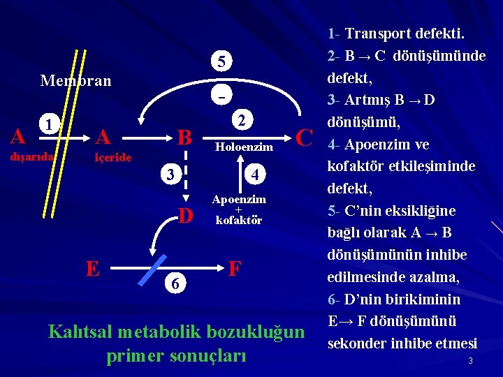 5 Membran A 1 dışarıda - A B içeride 2 Holoenzim 3 4 D