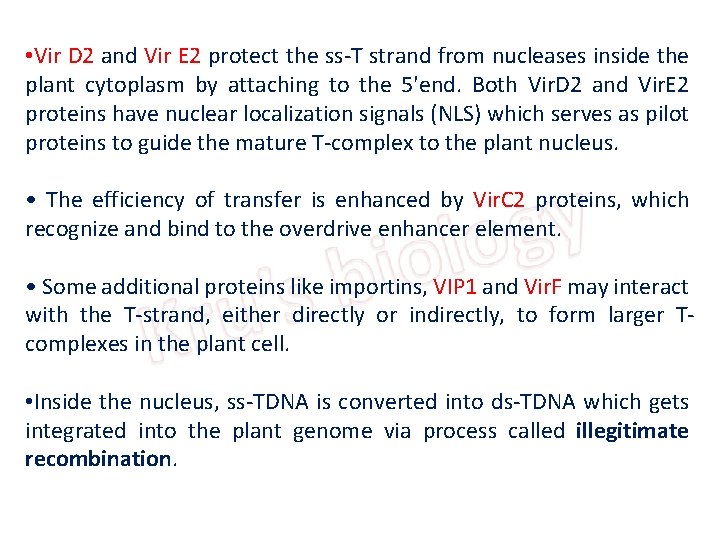  • Vir D 2 and Vir E 2 protect the ss-T strand from