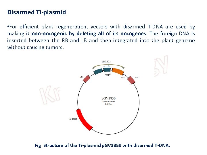 Disarmed Ti-plasmid • For efficient plant regeneration, vectors with disarmed T-DNA are used by