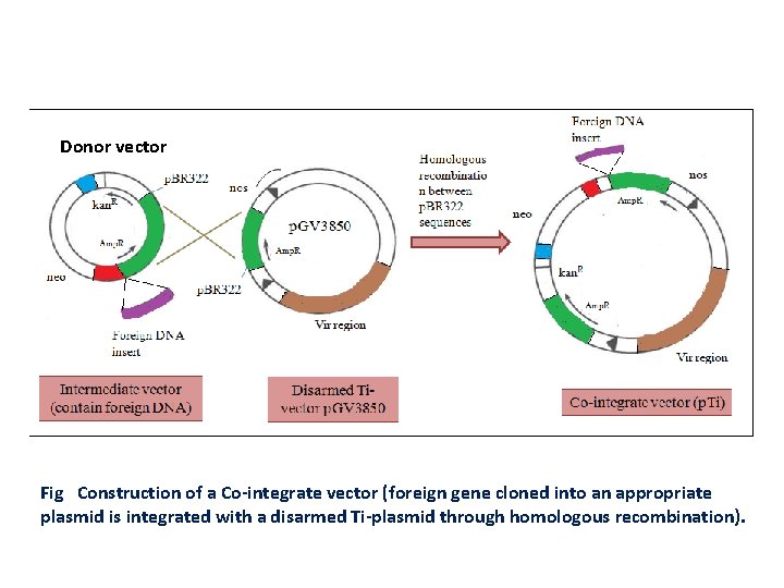 Donor vector Fig Construction of a Co-integrate vector (foreign gene cloned into an appropriate