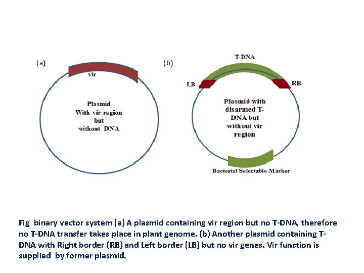 Fig binary vector system (a) A plasmid containing vir region but no T-DNA, therefore