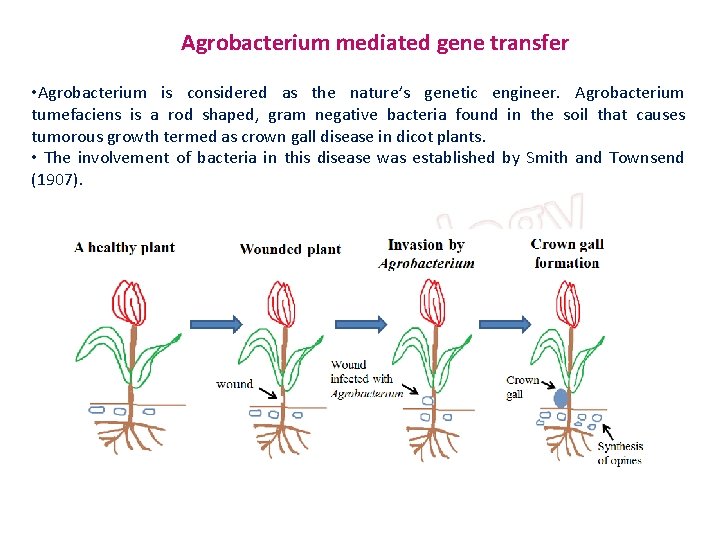 Agrobacterium mediated gene transfer • Agrobacterium is considered as the nature’s genetic engineer. Agrobacterium