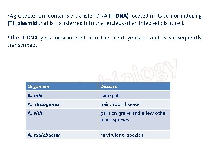  • Agrobacterium contains a transfer DNA (T-DNA) located in its tumor-inducing (Ti) plasmid