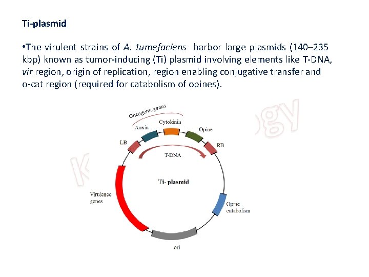Ti-plasmid • The virulent strains of A. tumefaciens harbor large plasmids (140– 235 kbp)