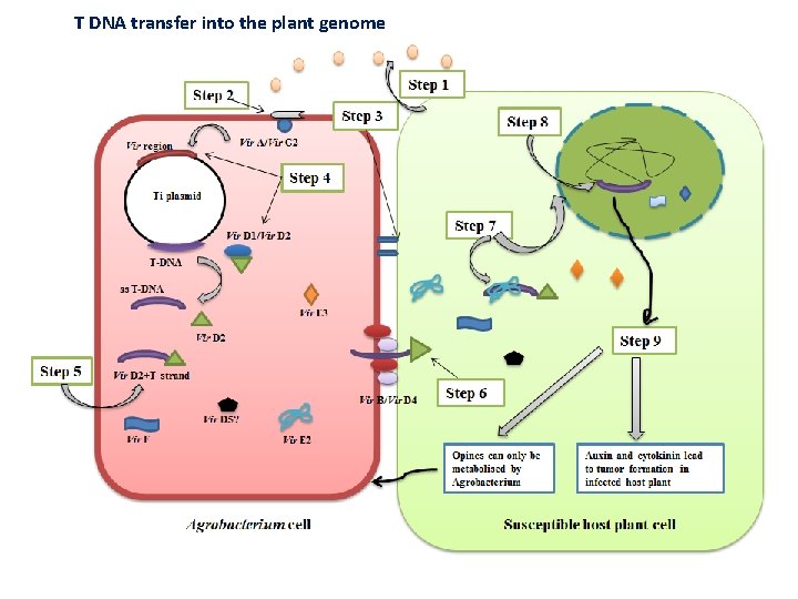 T DNA transfer into the plant genome 