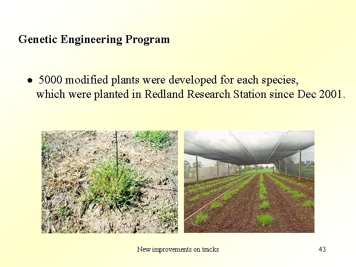 Genetic Engineering Program · 5000 modified plants were developed for each species, which were