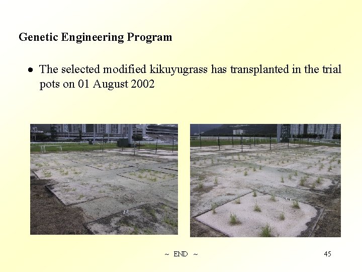 Genetic Engineering Program · The selected modified kikuyugrass has transplanted in the trial pots