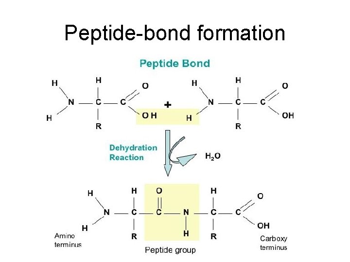 Peptide-bond formation 