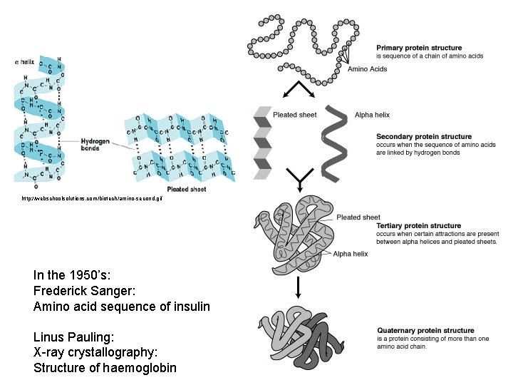 http: //webschoolsolutions. com/biotech/amino-second. gif In the 1950’s: Frederick Sanger: Amino acid sequence of insulin