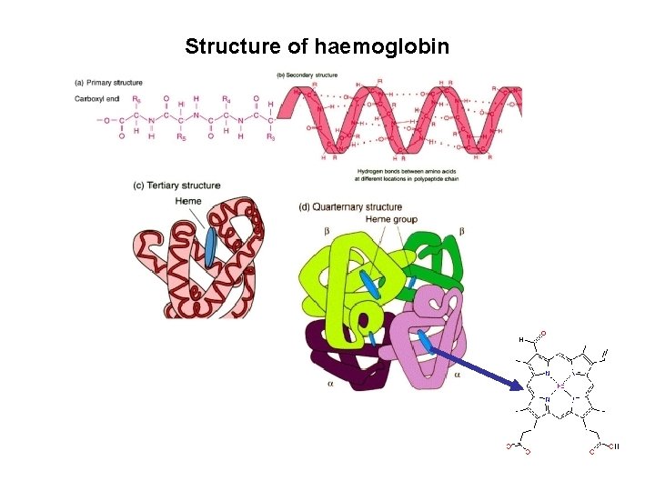 Structure of haemoglobin 