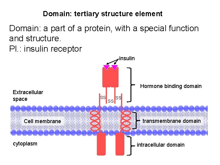 Domain: tertiary structure element Domain: a part of a protein, with a special function