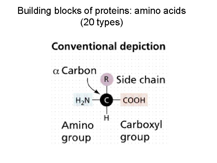 Building blocks of proteins: amino acids (20 types) 