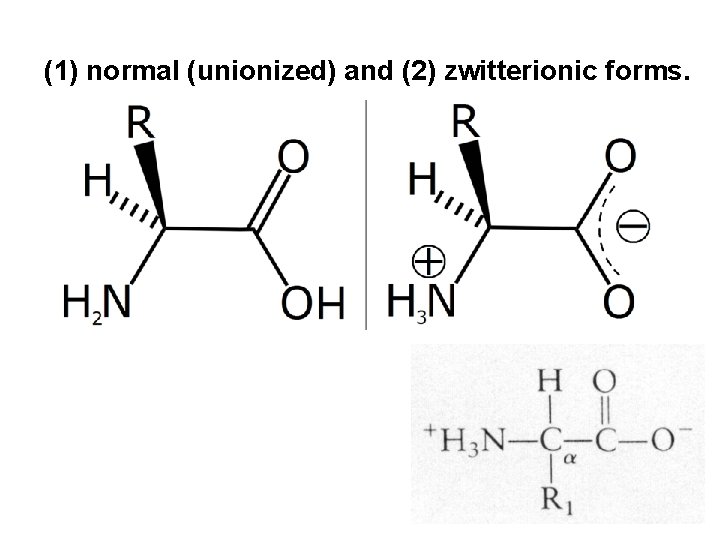 (1) normal (unionized) and (2) zwitterionic forms. 