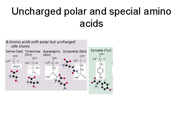 Uncharged polar and special amino acids 