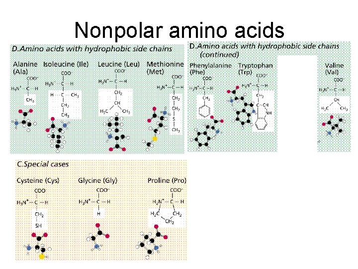 Nonpolar amino acids 