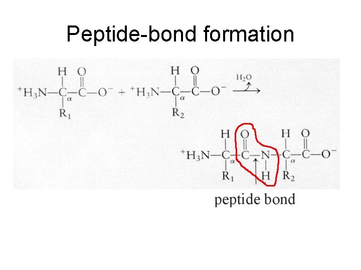 Peptide-bond formation 