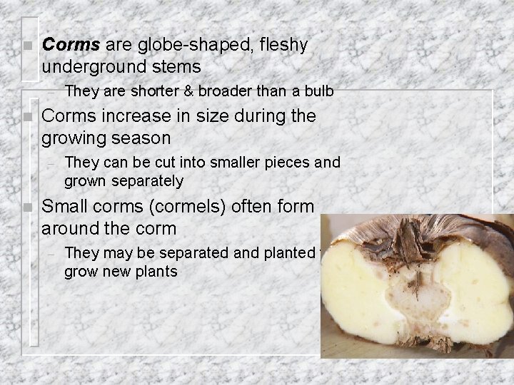 n Corms are globe-shaped, fleshy underground stems – n Corms increase in size during