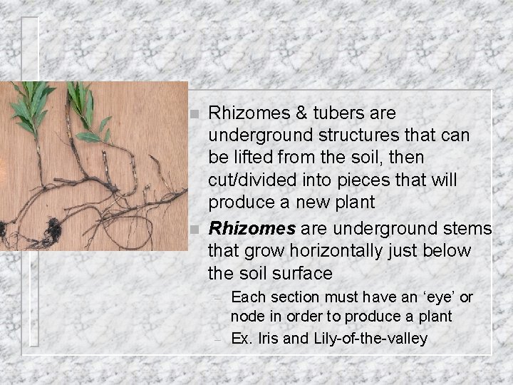 n n Rhizomes & tubers are underground structures that can be lifted from the