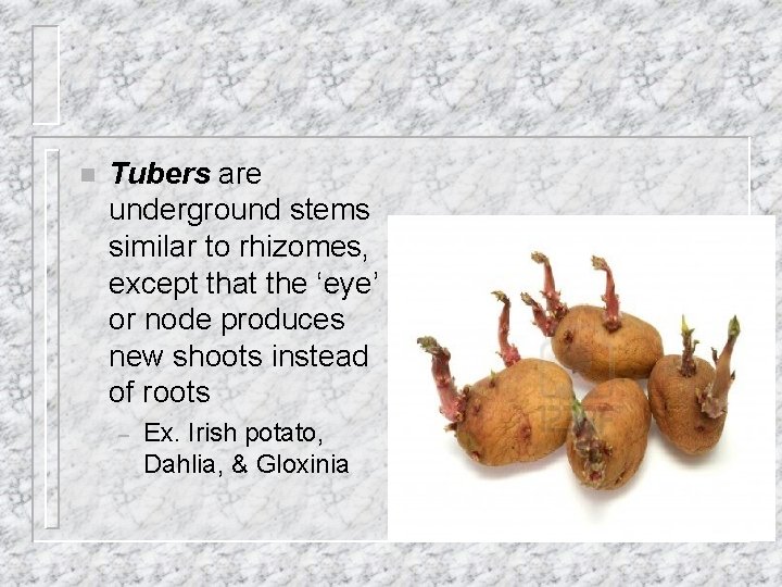 n Tubers are underground stems similar to rhizomes, except that the ‘eye’ or node