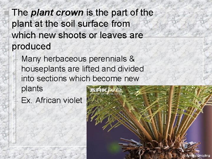 n The plant crown is the part of the plant at the soil surface