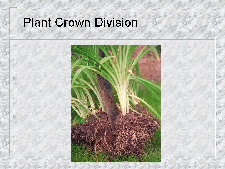 Plant Crown Division 