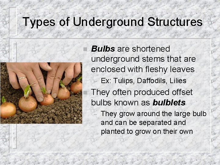 Types of Underground Structures n Bulbs are shortened underground stems that are enclosed with