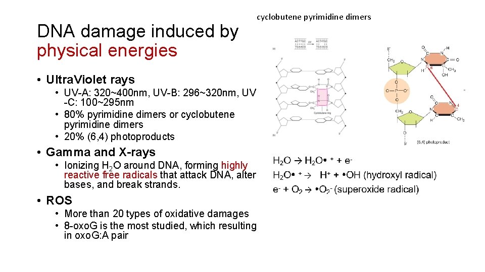 DNA damage induced by physical energies cyclobutene pyrimidine dimers • Ultra. Violet rays •