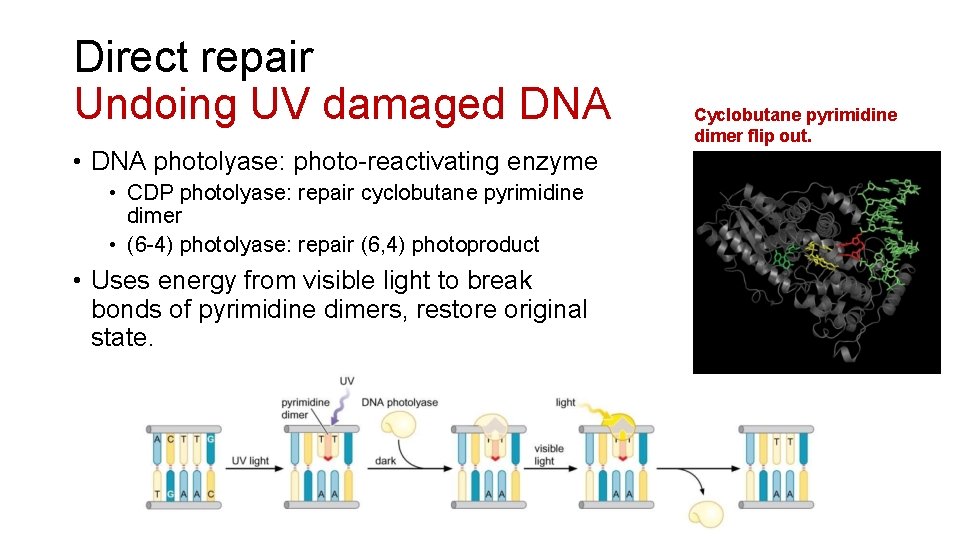 Direct repair Undoing UV damaged DNA • DNA photolyase: photo-reactivating enzyme • CDP photolyase: