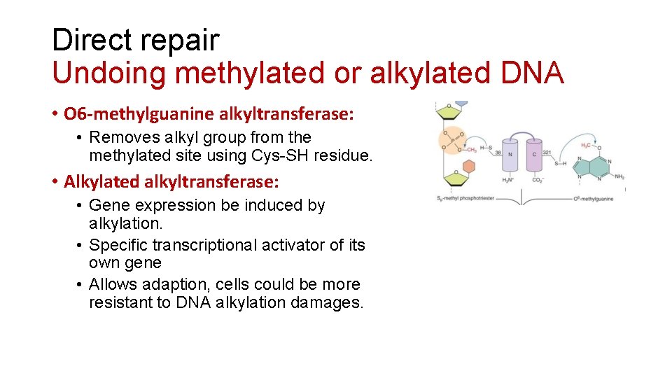 Direct repair Undoing methylated or alkylated DNA • O 6 -methylguanine alkyltransferase: • Removes