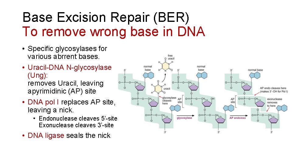 Base Excision Repair (BER) To remove wrong base in DNA • Specific glycosylases for