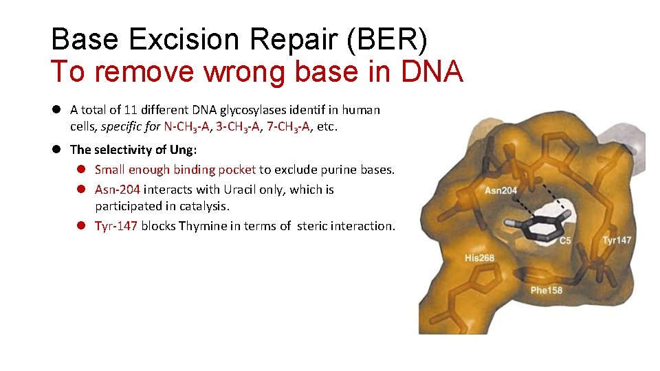 Base Excision Repair (BER) To remove wrong base in DNA A total of 11