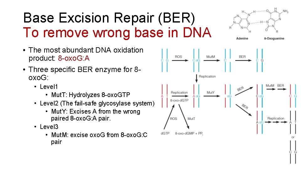 Base Excision Repair (BER) To remove wrong base in DNA • The most abundant