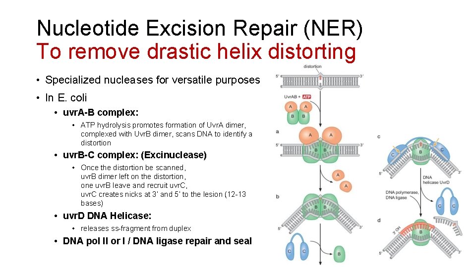 Nucleotide Excision Repair (NER) To remove drastic helix distorting • Specialized nucleases for versatile