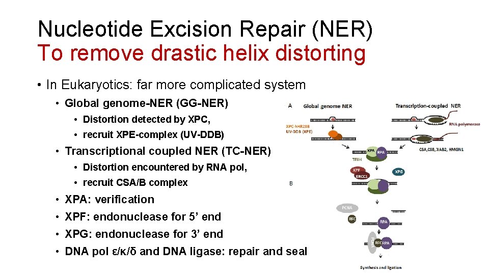 Nucleotide Excision Repair (NER) To remove drastic helix distorting • In Eukaryotics: far more