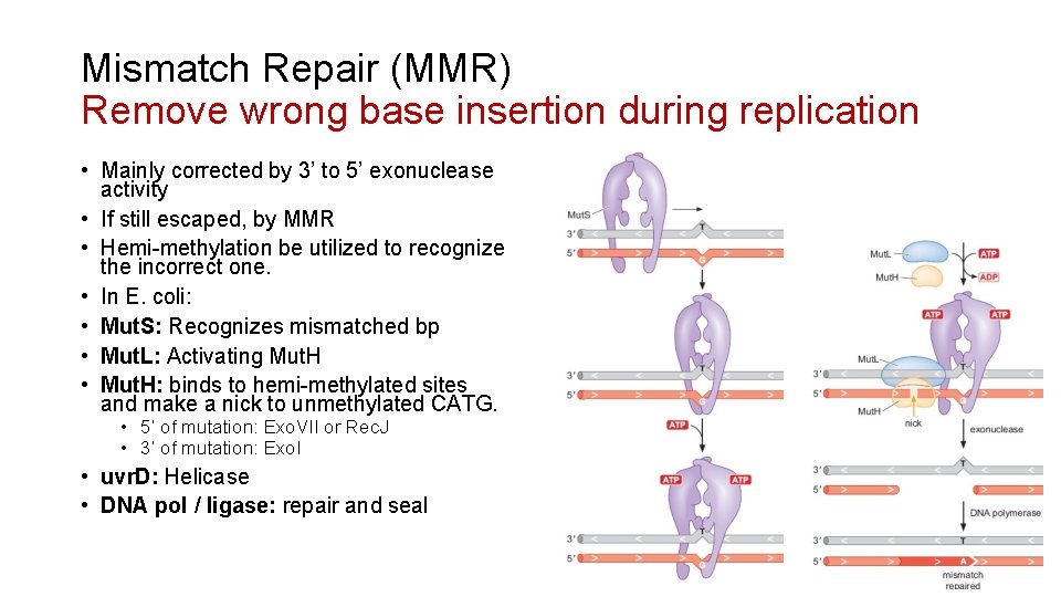 Mismatch Repair (MMR) Remove wrong base insertion during replication • Mainly corrected by 3’
