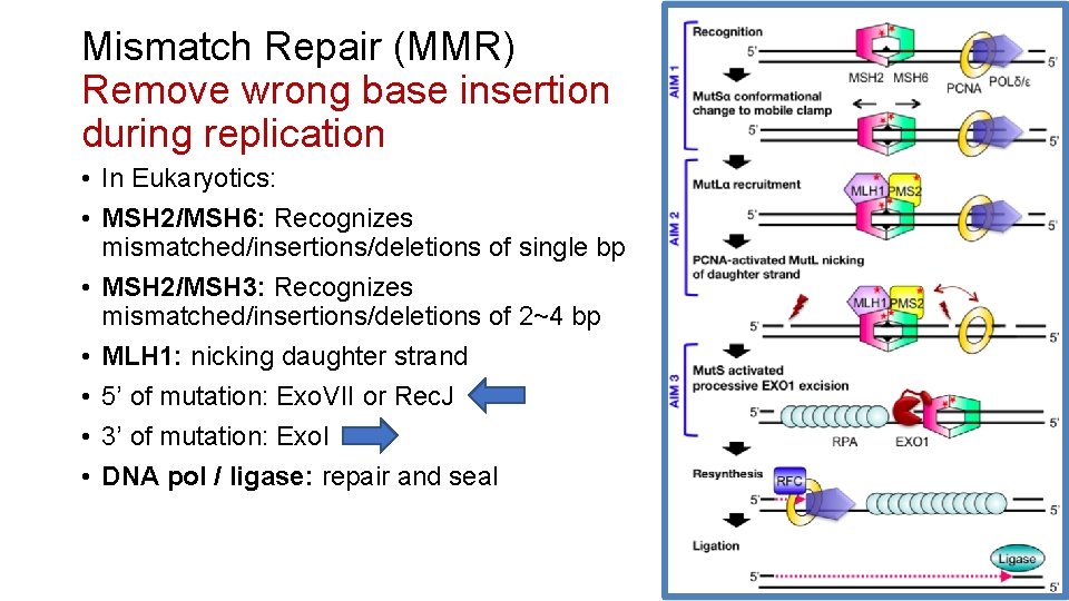 Mismatch Repair (MMR) Remove wrong base insertion during replication • In Eukaryotics: • MSH