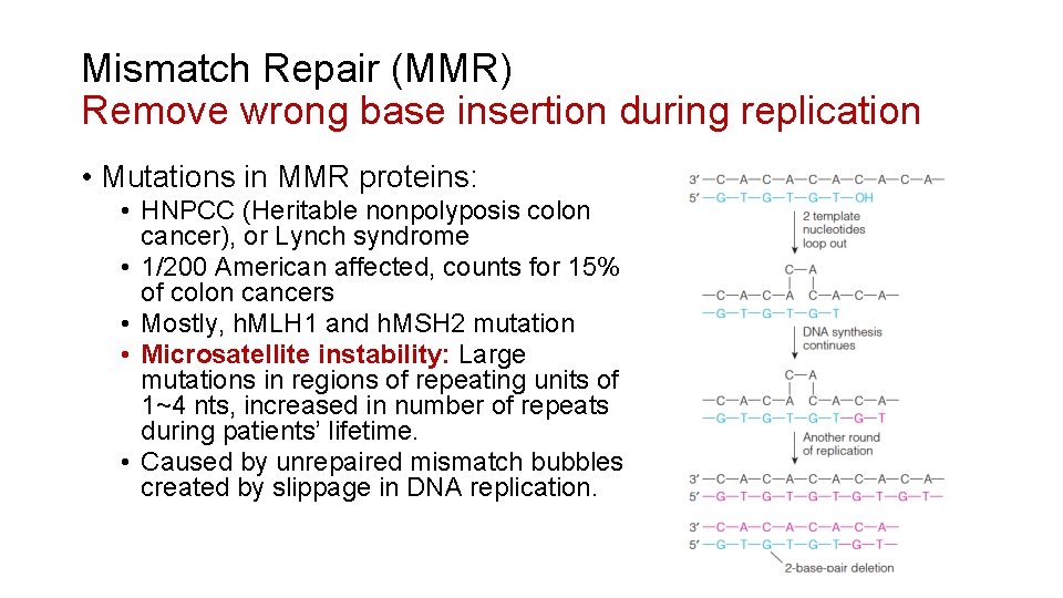 Mismatch Repair (MMR) Remove wrong base insertion during replication • Mutations in MMR proteins: