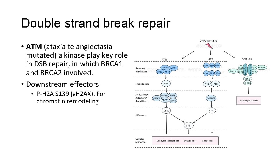 Double strand break repair • ATM (ataxia telangiectasia mutated) a kinase play key role