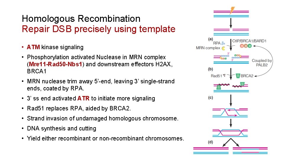 Homologous Recombination Repair DSB precisely using template • ATM kinase signaling • Phosphorylation activated