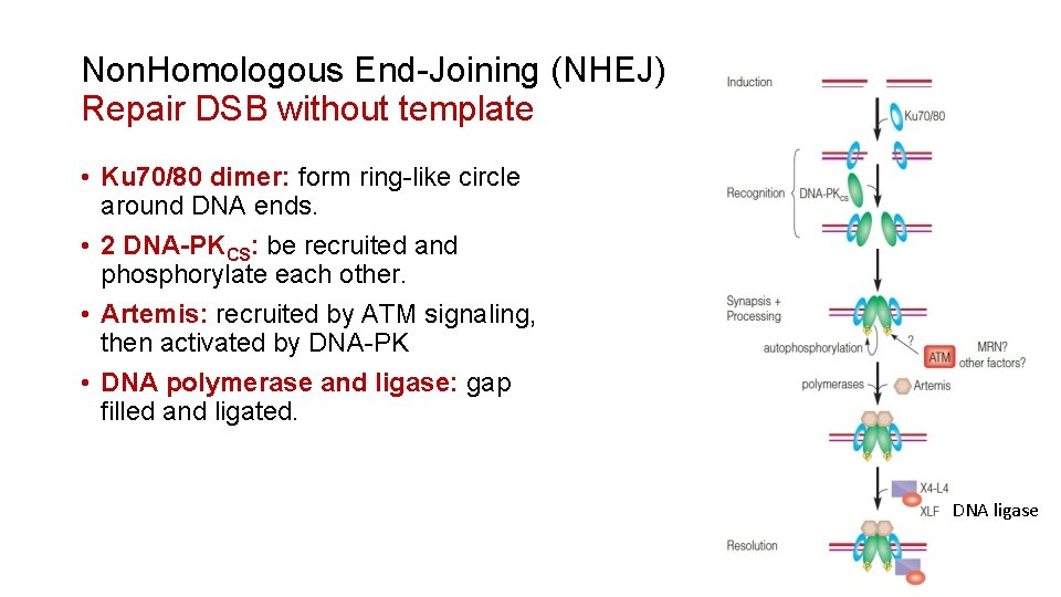 Non. Homologous End-Joining (NHEJ) Repair DSB without template • Ku 70/80 dimer: form ring-like