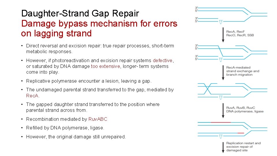 Daughter-Strand Gap Repair Damage bypass mechanism for errors on lagging strand • Direct reversal