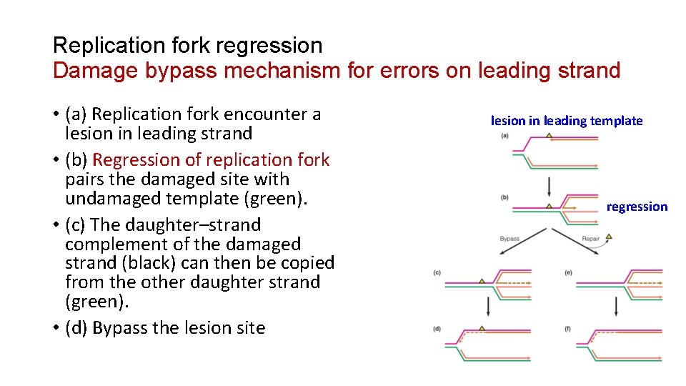 Replication fork regression Damage bypass mechanism for errors on leading strand • (a) Replication